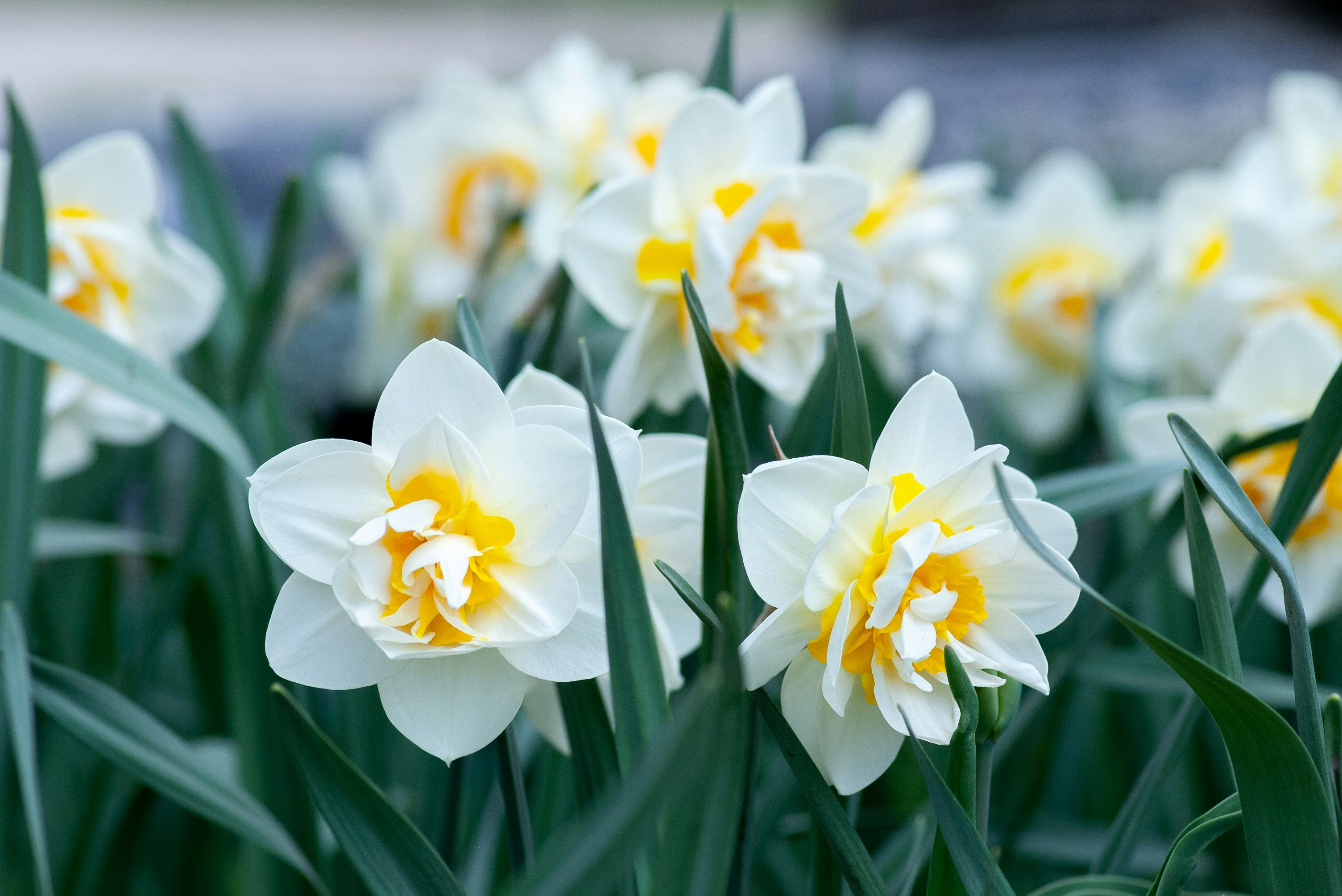 flowers daffodils